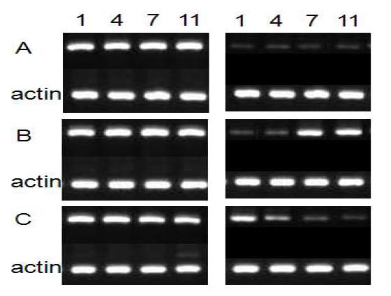 The expression of differentially expressed genes during garlic storage depending on storage temperature