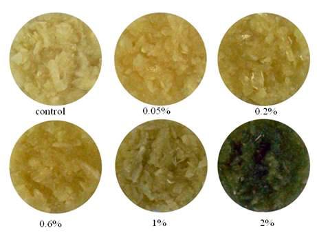 Green pigment formation by the addition of 1-PeCSO at different concentrations in crushed garlic bulbs stored at 20℃ .