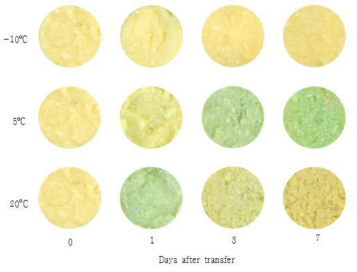 The effect of storage temperature change on color of crushed garlic bulbs.