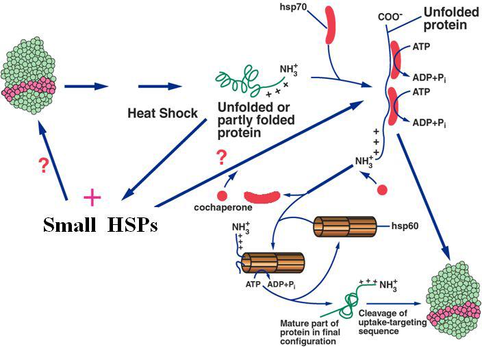 Hypothetical working model for small heat shock proteins.