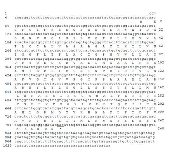 Sequence analysis of CaBI-1. Nucleotide and deduced amino acid sequences of CaBI-1.