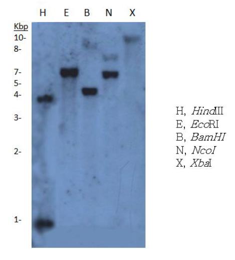 CaBI-1 gene copy number in the hot pepper genome