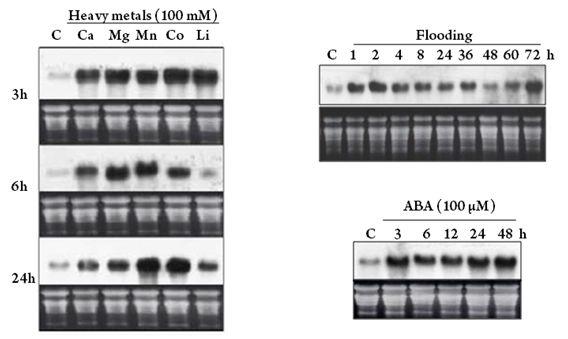 Effects of heavy metal, flooding and ABA treatment on the level of CaBI-1 transcripts