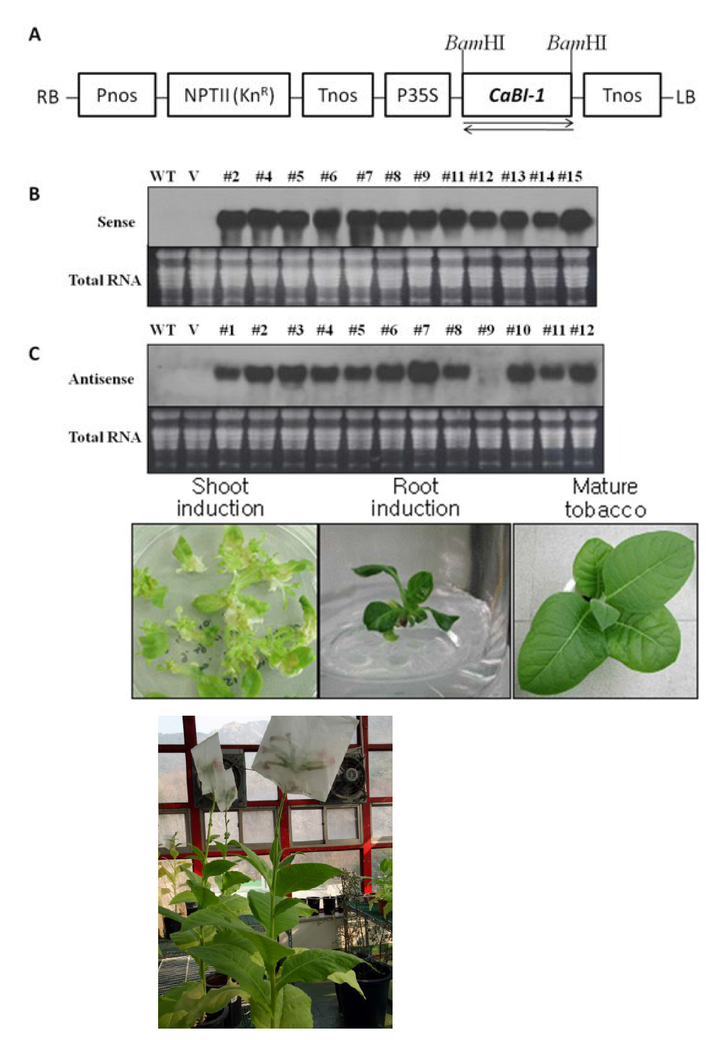 Generation of CaBI-1 overexpressed transgenic tobacco plants