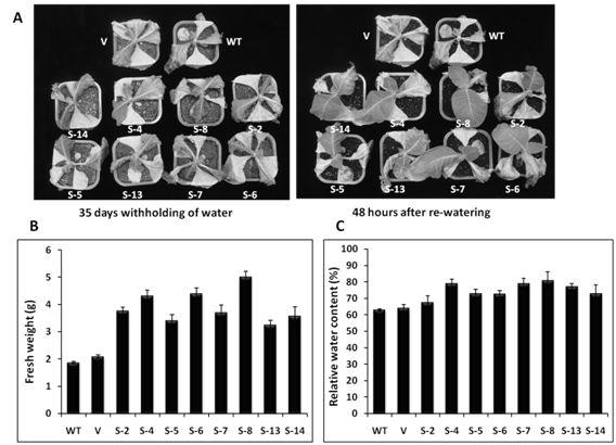 The tobacco plants expressing CaBI-1 exhibited drought tolerance under water deficit