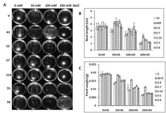 Enhanced tolerance to salt in P35S:CaBI-1 plants