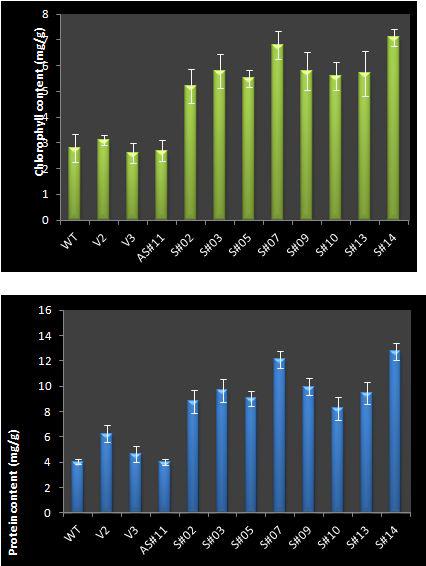 Enhanced flooding stress tolerance of P35S:CaBI-1 plants