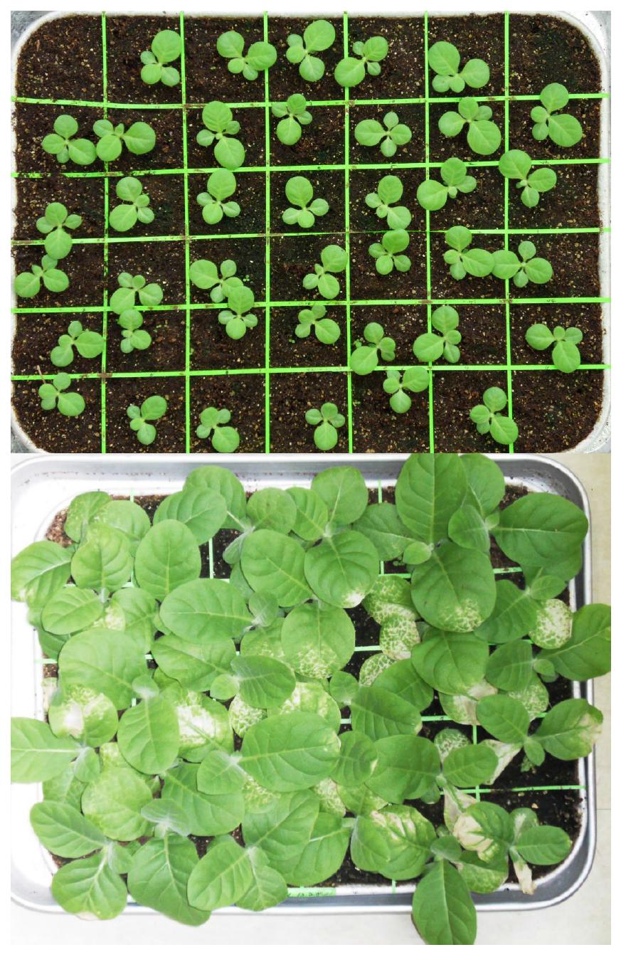 Aluminium plate was covered with potting soil and tobacco seeds were sown