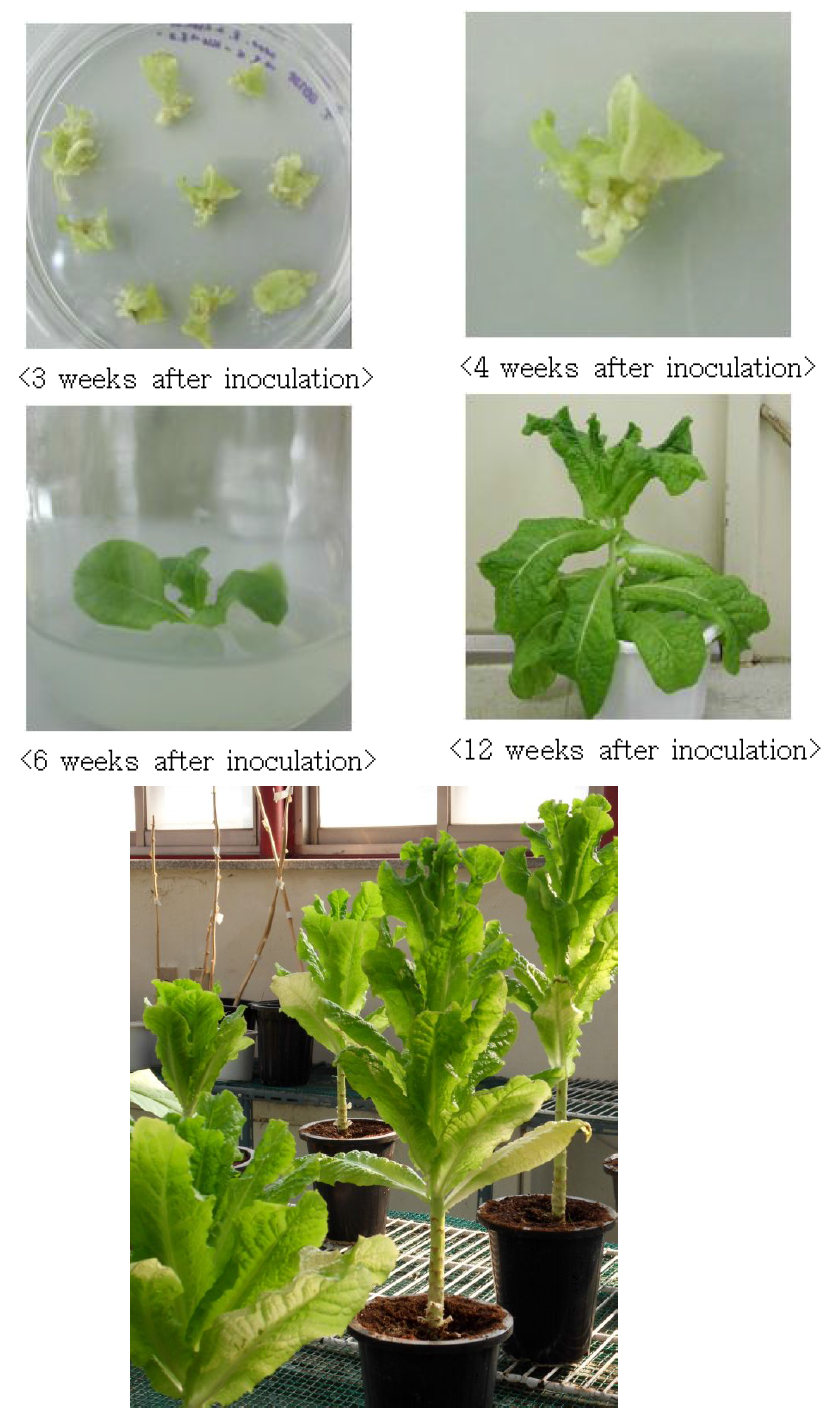 In vitro regeneration of the lettuce plants after transformation of the CaBI-1 expression vector.