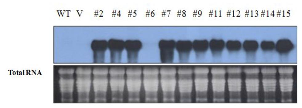 Confirmation of CaBI-1 overexpressed transgenic lettuce plants by RNA blot hybridization