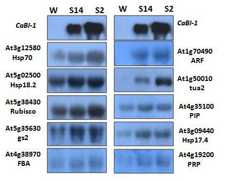 Expression of putative CaBI-1 target genes in wild-type tobacco and CaBI-1 over-expressing tobacco plants