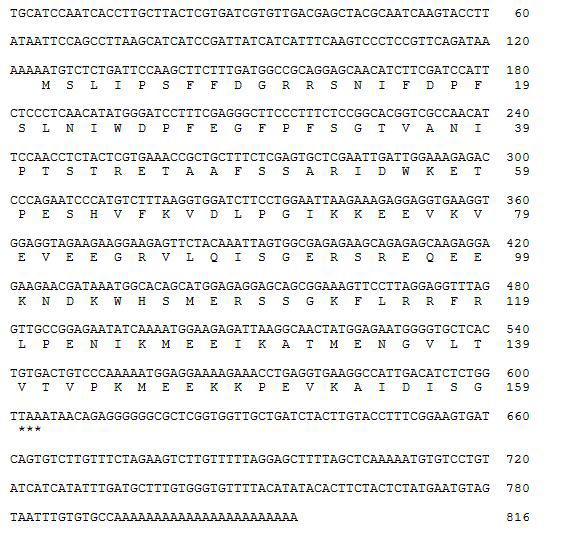 Nucleotide sequence and adeduced amino acid sequence of TLHS1