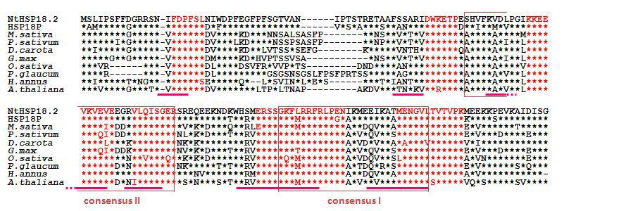 Comparison of the deduced amino sequences of NtLHS-1 (NtHSP18.2) and other small heat-shock proteins