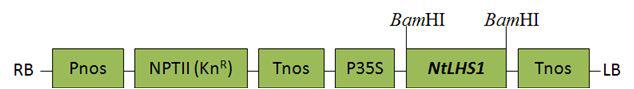 Diagrammatic representation of pBKS1-NtLHS1 construct employed for tobacco and lettuce transformation