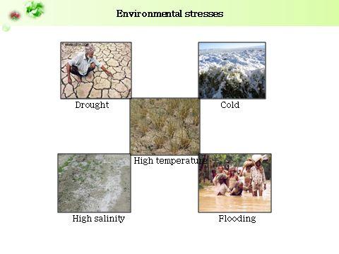 There are various environmental stresses that can severally affect life of living organisms, and due to the human activity the environmental stresses are considered getting worse