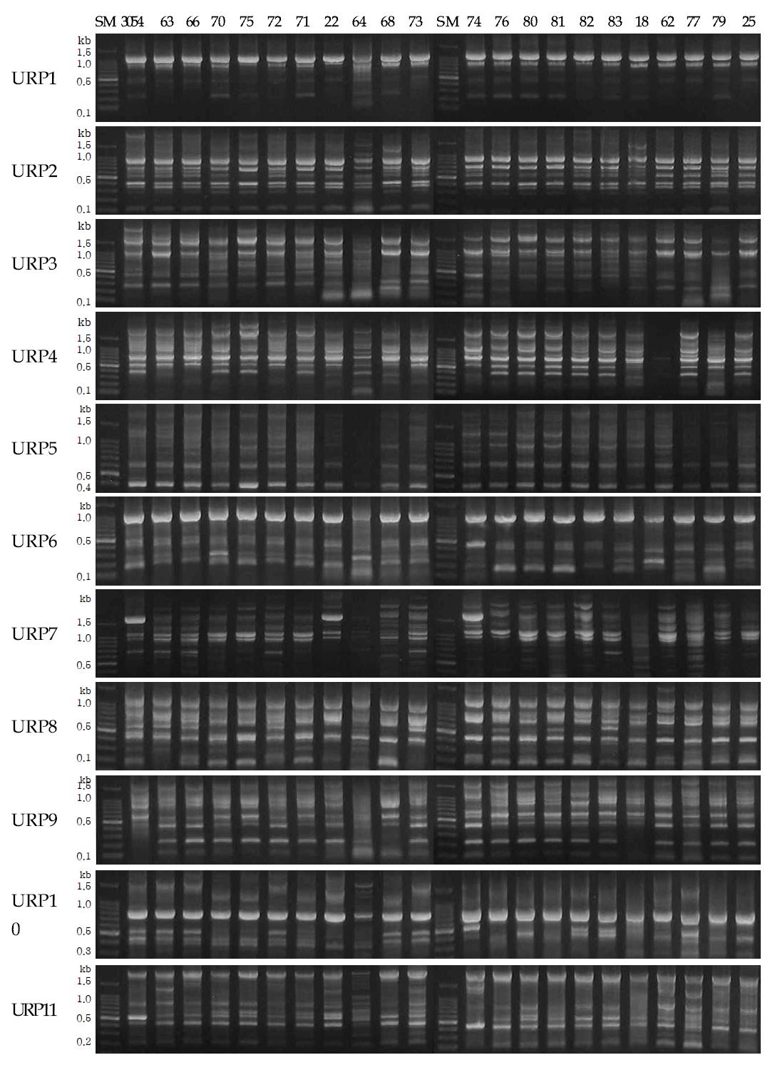 URP primers를 이용한 표고 품종별 PCR 밴드 양상