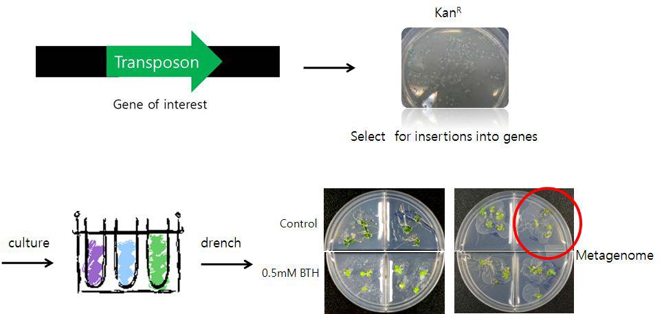 ransposonmutagenesis에 의한 유도저항성 결정인자 탐색