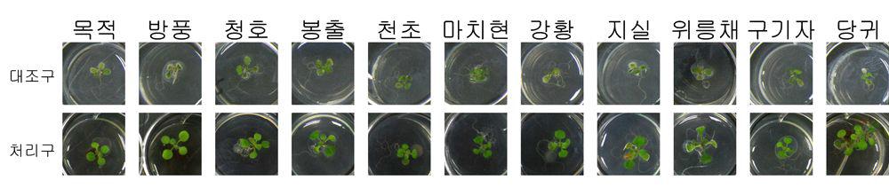 약 추출물에 의한 유도저항성 증가 효과