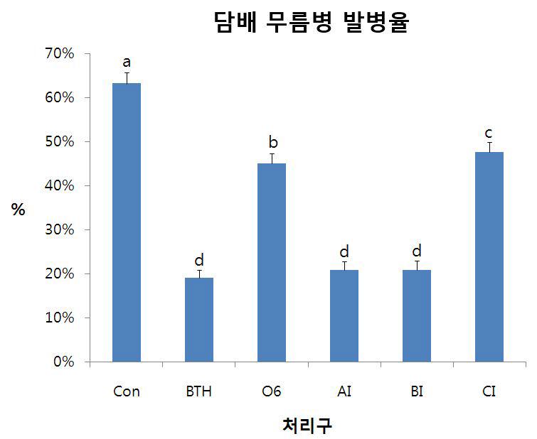 발된 균주 처리 후 담배 무름병에 대한 발병률 및 방제가 조사