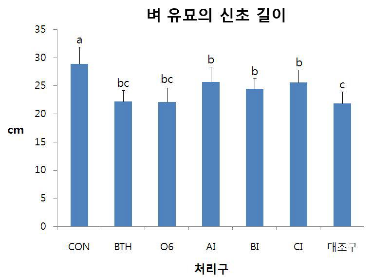 다리병 감염 종자에 선발 균주 처리후 벼 유묘 신초 길이 조사