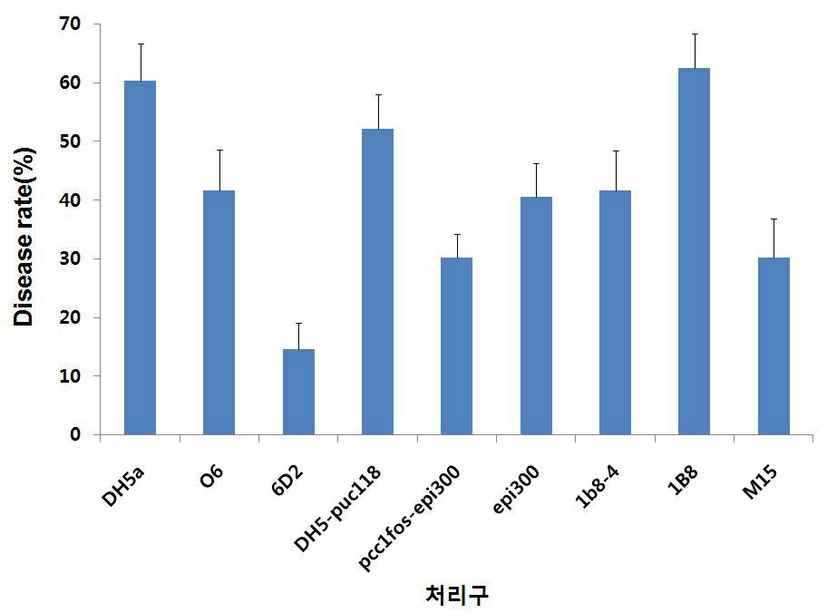 osmidclone6D2에서 선발한 단일 clone의 담배 무름병 발생율