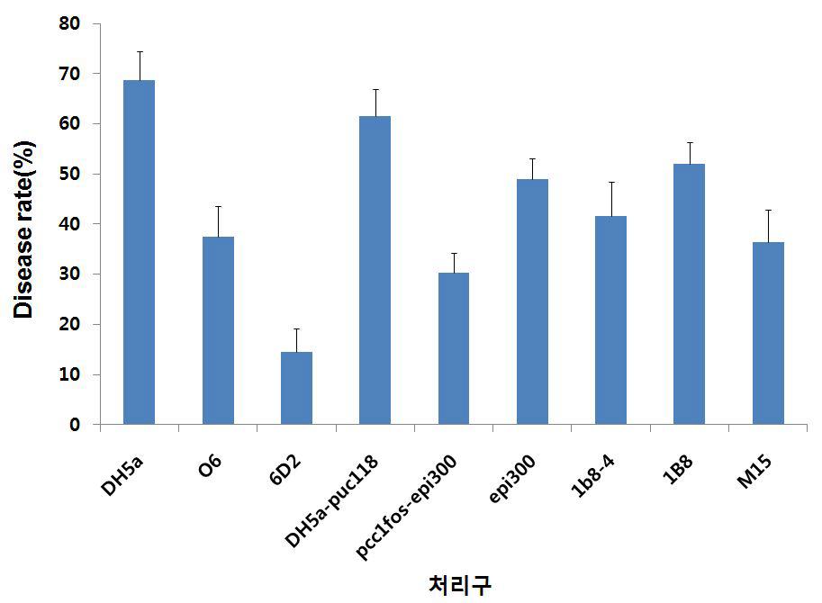 osmidclone6D2에서 선발한 단일 clone의 담배 무름병 발생율 포트 조사