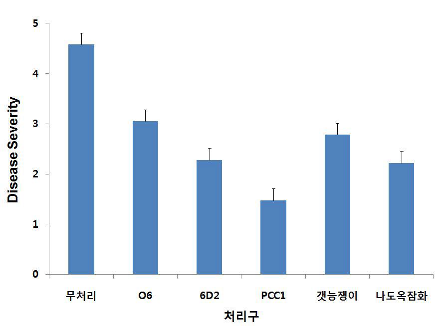 종 선발 clone과 천연 추출물의 잎탄저병 발생율