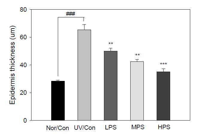 Effect of PS on the epidermal thickness of hairless mice exposed to the chronic UV irradiation