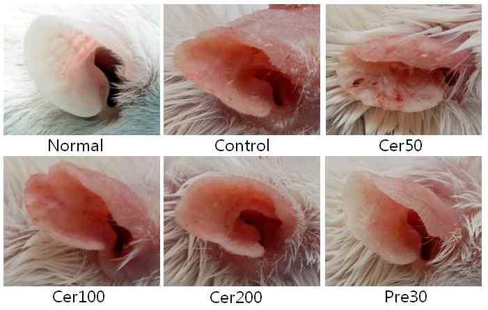 Effects of glucosylceramide on clinical observation of ear skin in TMA-induced atopic mice