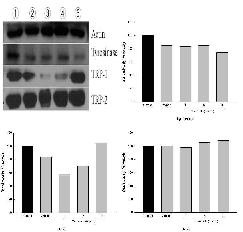 Effect of ceramide on tyrosinase, TRP-1 and TRP-2 expression in B16F10 cells.