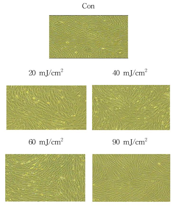 Effect of UV irradiation dose on the cell features of human dermal fibroblast