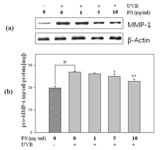 Inhibitory effect of PS against MMP-1 expression levels(a) and pro-MMP-1 secretion(b) in UVB-induced HDF.