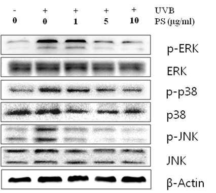 Effect of PS on MAPKs activation in UVB-induced HDF cells