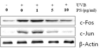 Effect of PS on protein expression of AP-1 family in UVB-induced HDF cells.