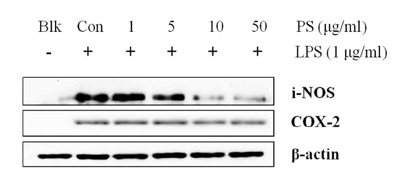 Effect of PS on LPS-induced iNOS and COX-2 expressions in RAW 264.7 macrophages