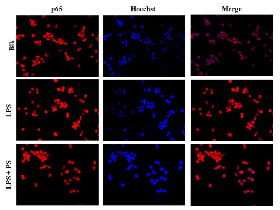 Effects of PS on NF-κB nuclear localization in LPS-stimulated RAW 264.7 macrophage