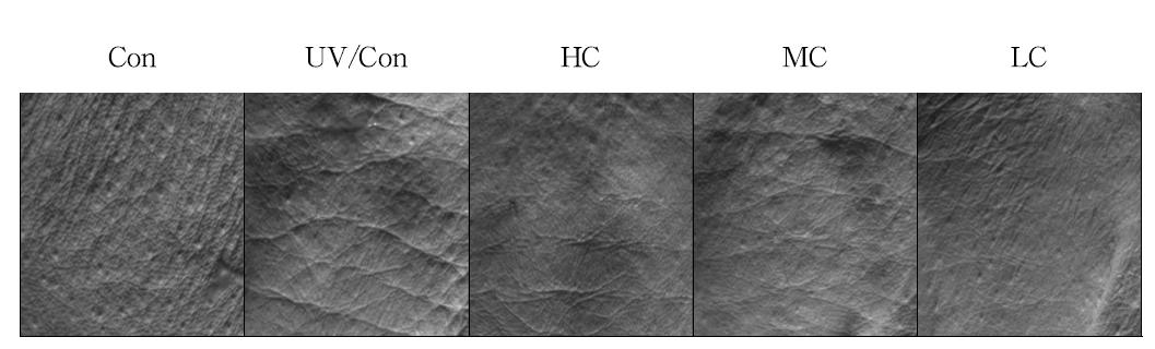 Features of dorsal skin of hairless mice at the end of the UV irradiation period (10 weeks).