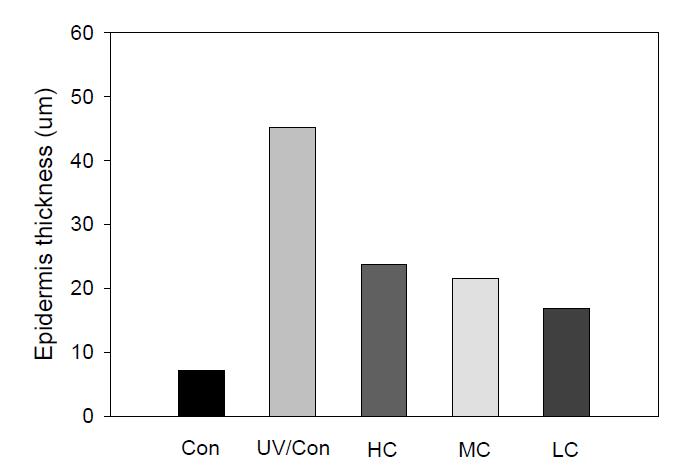 Effect of ceramide on the epidermal thickness of hairless mice exposed to the chronic UV irradiation