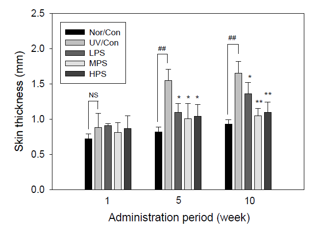 Effect of PS on the skin thickness of hairless mice exposed to the chronic UV irradiation with different administration period