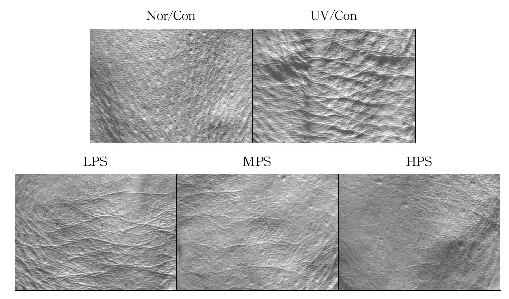 Features of dorsal skin of hairless mice orally administrated with PS at the end of the administration period.