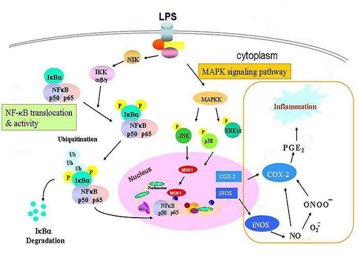 LPS자극에 의한 대식세포 염증반응의 세포내 기전.