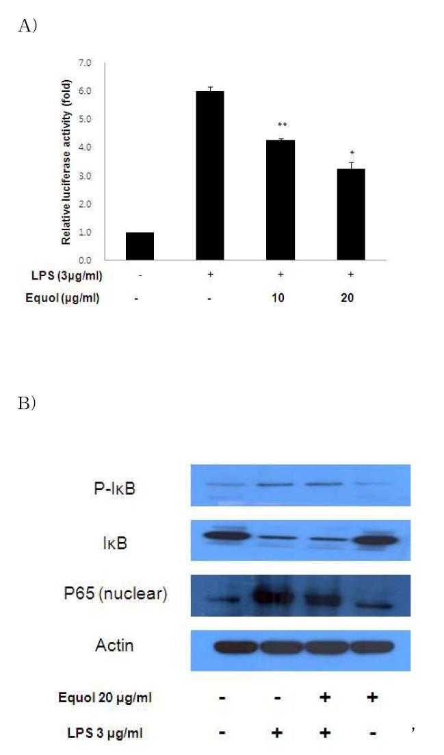 LPS자극 대식세포에서 equol의 NF-kB활성화 억제작용.