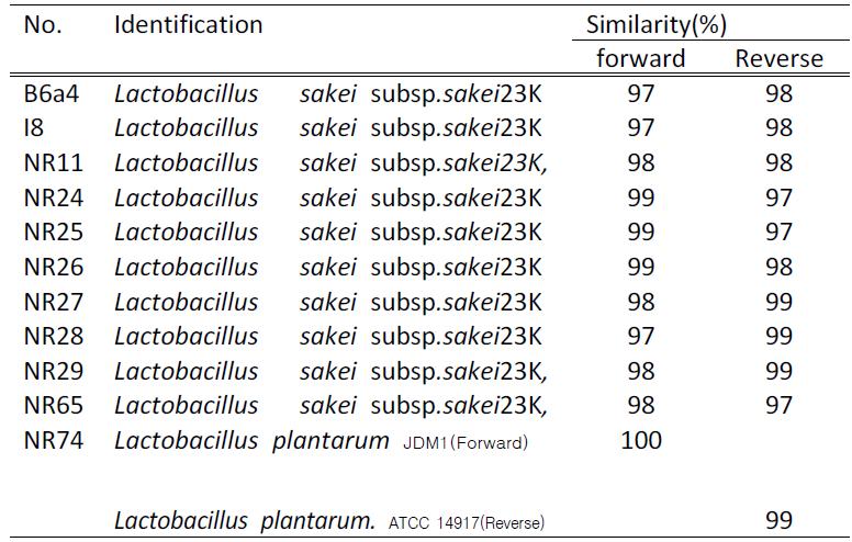 김치 유래 미생물의 16S rRNA sequence