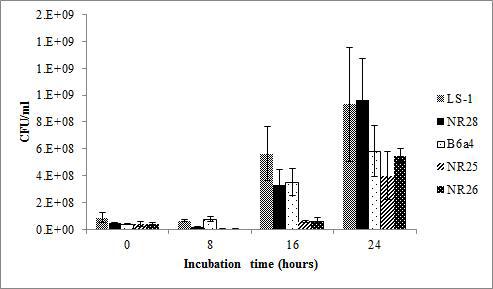 선별된 L. sakei 균주들의 발효소시지 발효조건에서의 생육활성 비교