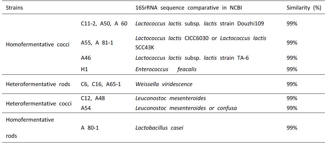 몽골 발효유제품 유래 미생물의 16S rRNA sequence