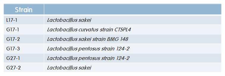 발효육제품가공 후 우세하게 자란 미생물의 16S rRNA sequence