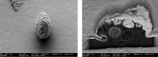 Respresentative SEM images showing the outer morphology left and inner structure right of perilla containing microcapsules.