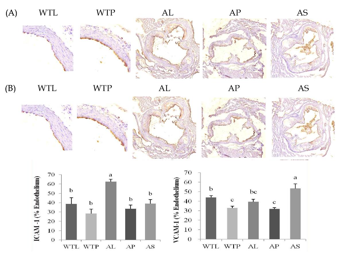 Quantitative analysis of ICAM-1(A) and VCAM-1(B) expression in aortic tissue and photomicrographs of immunohistochemical staining of apoE ko mice