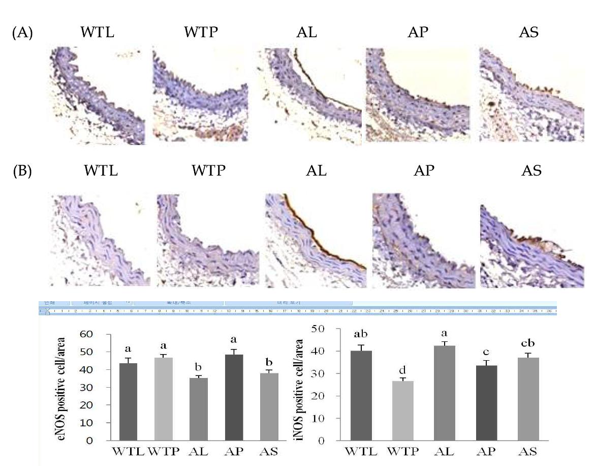 Quantitative analysis of eNOS(A) and iNOS(B) expression in aortic tissue and photomicrographs of immunohistochemical staining of apoE ko mice