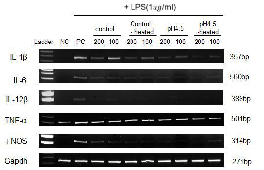 가열 및 pH 저하에 의한 녹두추출물의 항염증 활성 변화를 RT-PCR로 측정.RT-PCR에 사 용된 primerset은 표 3에 명기되었음.